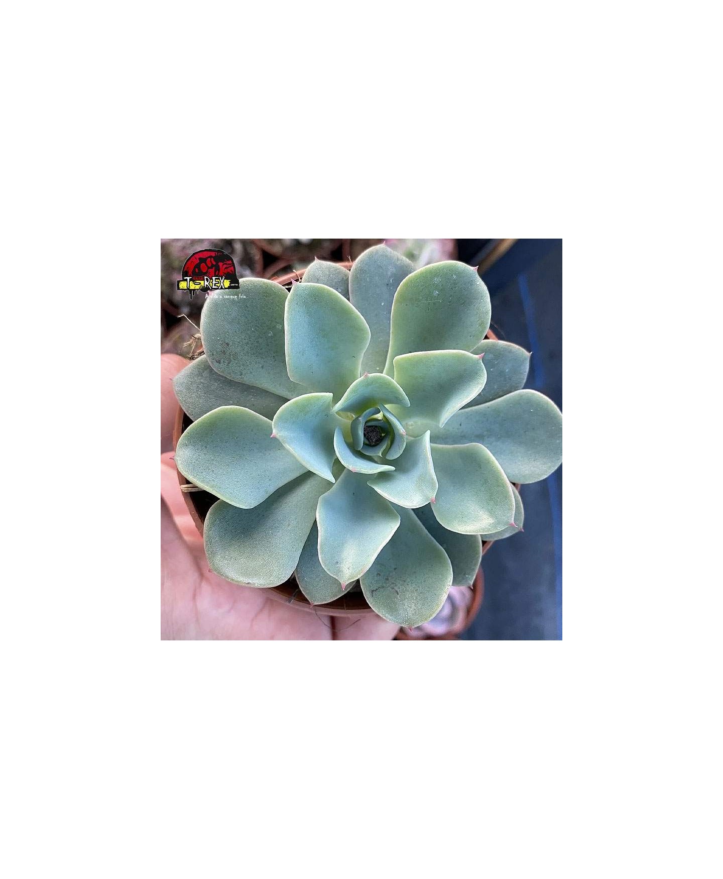 comprar suculenta echeveria swir