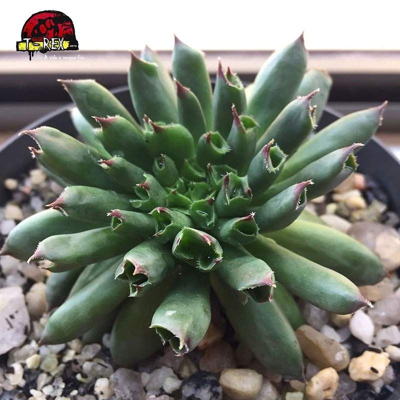 comprar suculenta sempervivum oddity