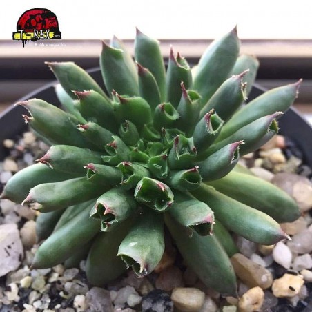 comprar suculenta sempervivum oddity