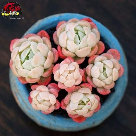 comprar suculenta rara