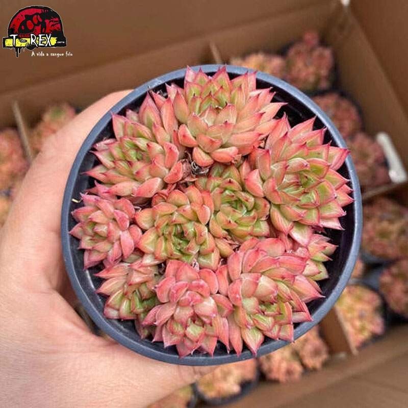 comprar suculenta exotica