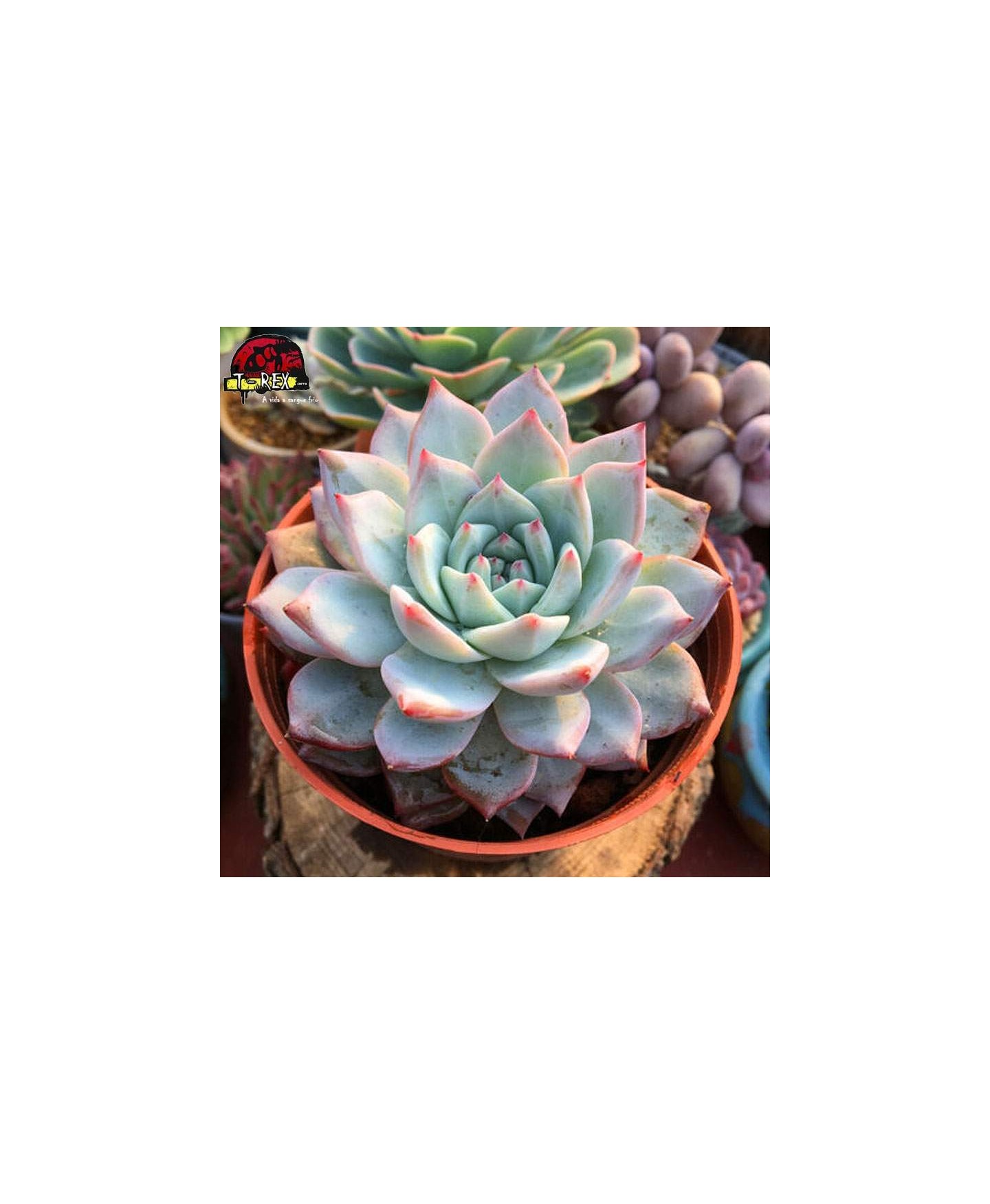 comprar muda de suculenta importada