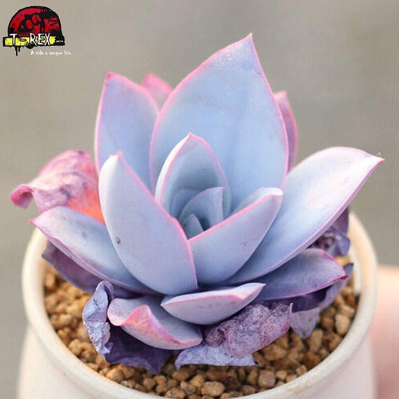 comprar planta suculenta raridade