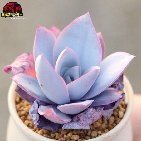 comprar planta suculenta raridade