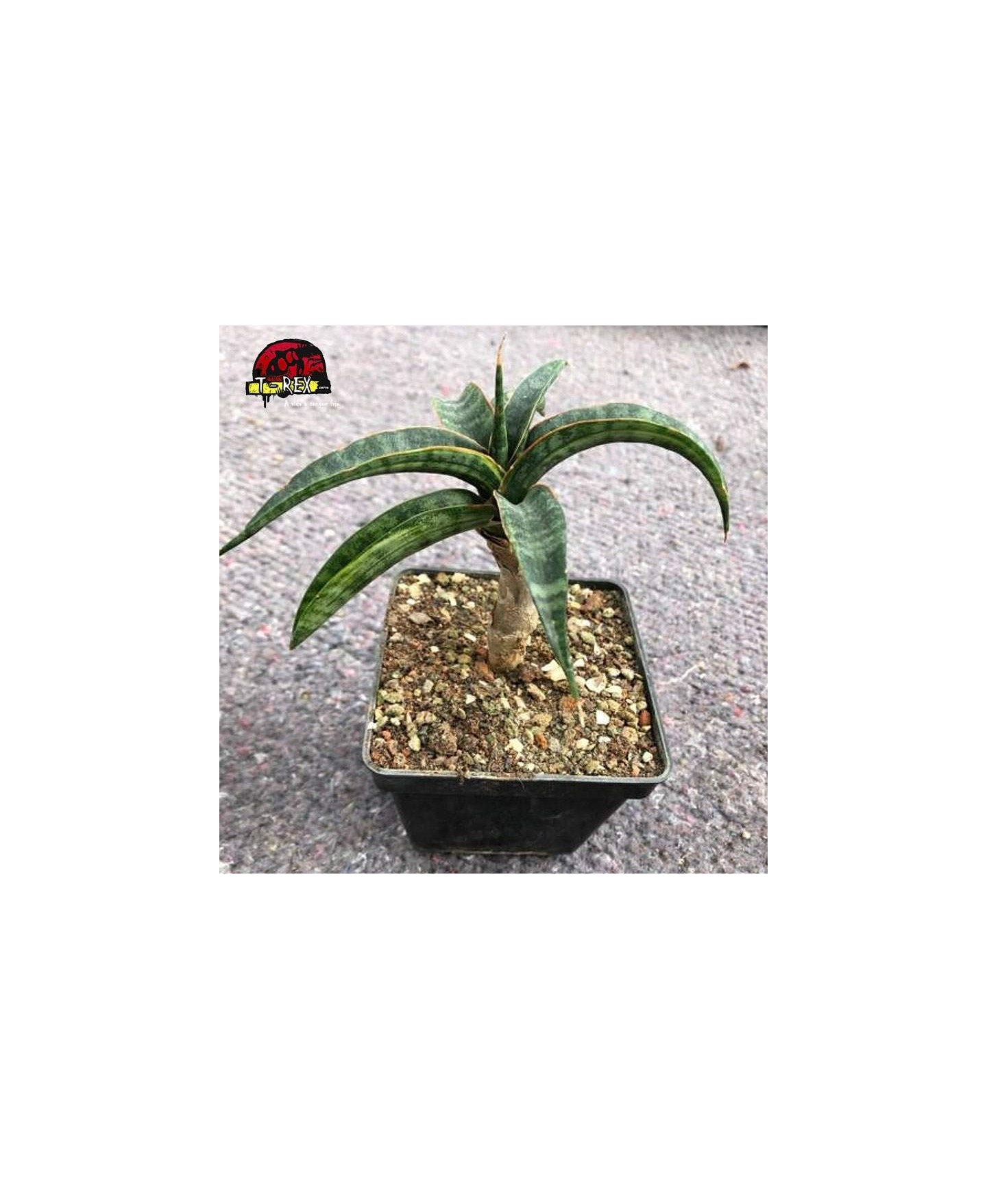 comprar planta suculenta exotica