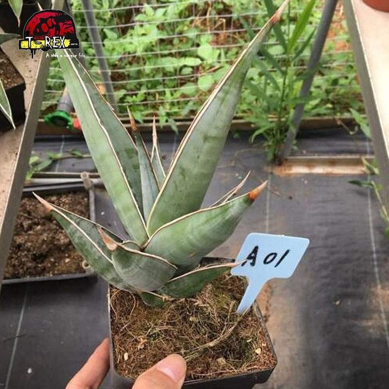 comprar planta suculenta importada