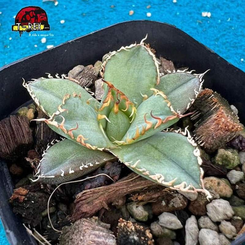 comprar planta suculenta raridade