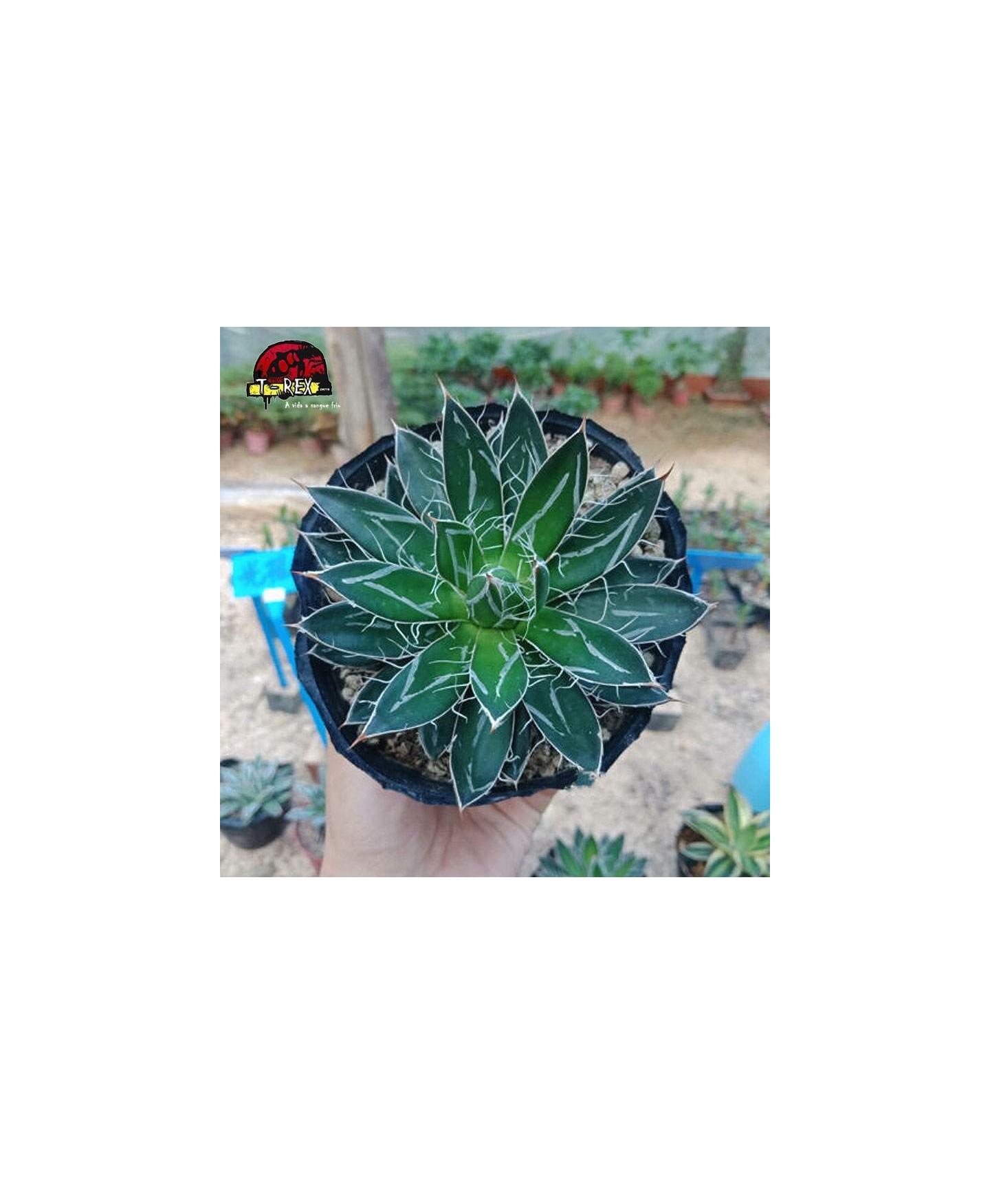 comprar muda de suculenta exotica