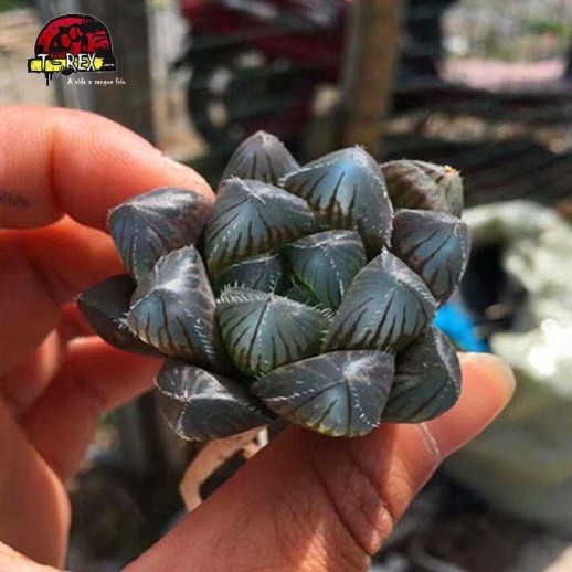 comprar suculenta raridade Haworthia