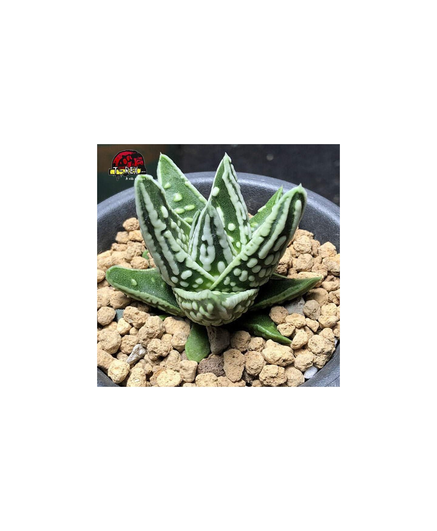 comprar suculenta rara kingiana híbrido