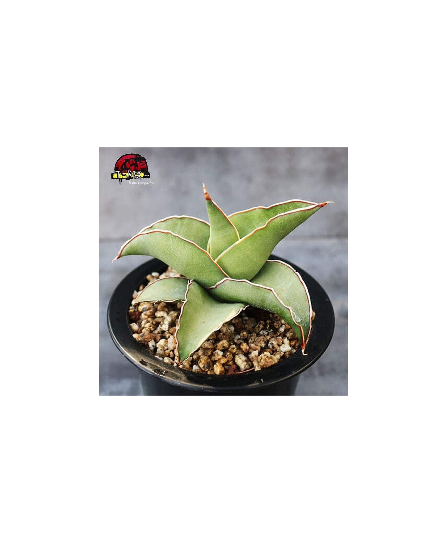 aonde comprar muda de suculenta sansevieria thunb