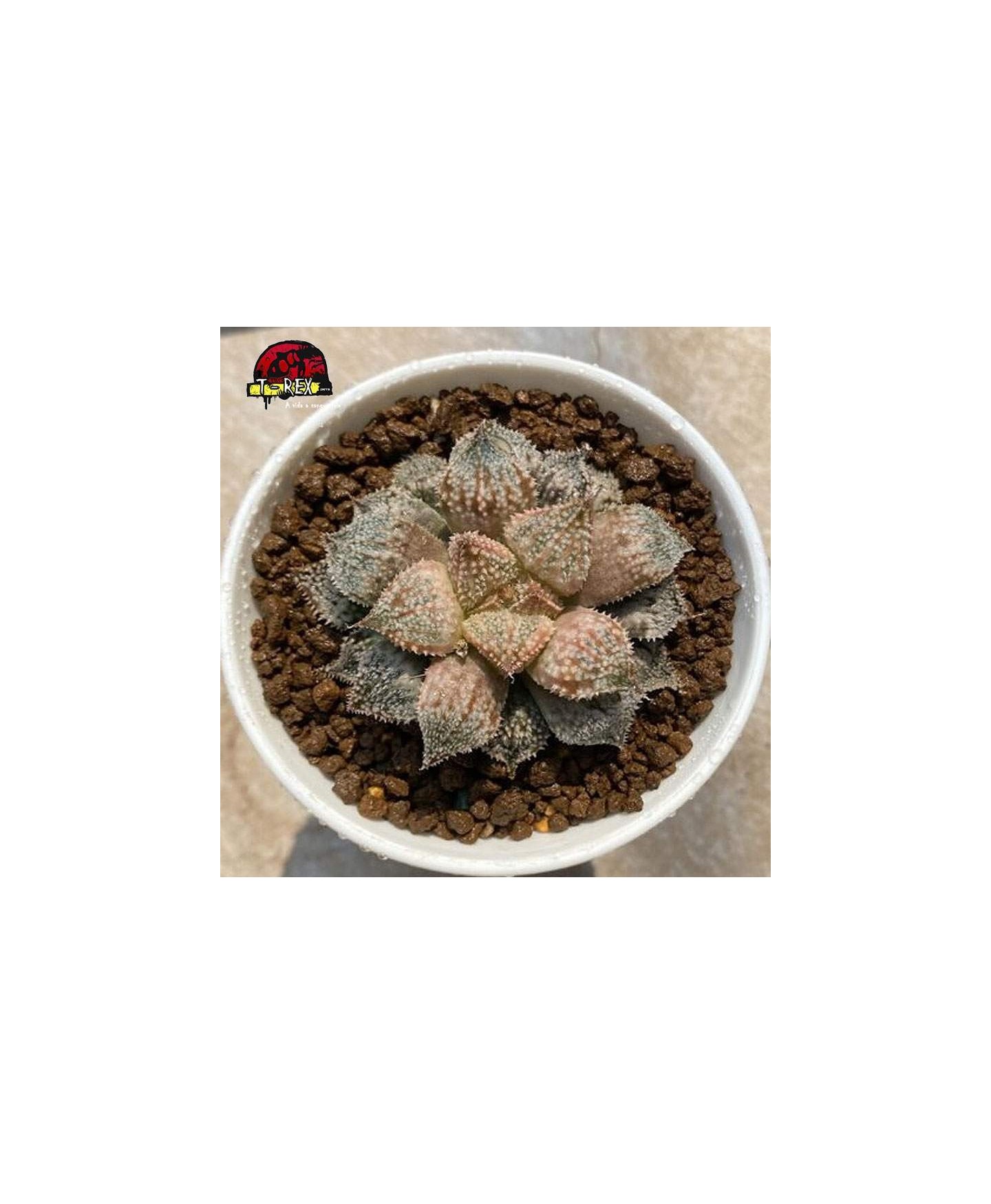 comprar mudas de suculenta Caranguejo