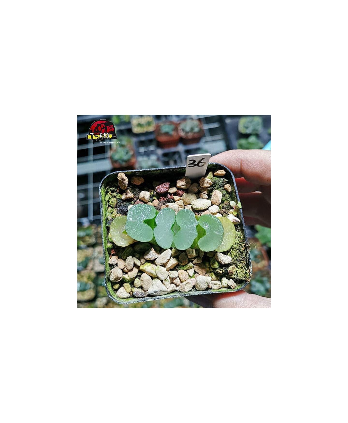 muda de suculenta rara Truncata onawa
