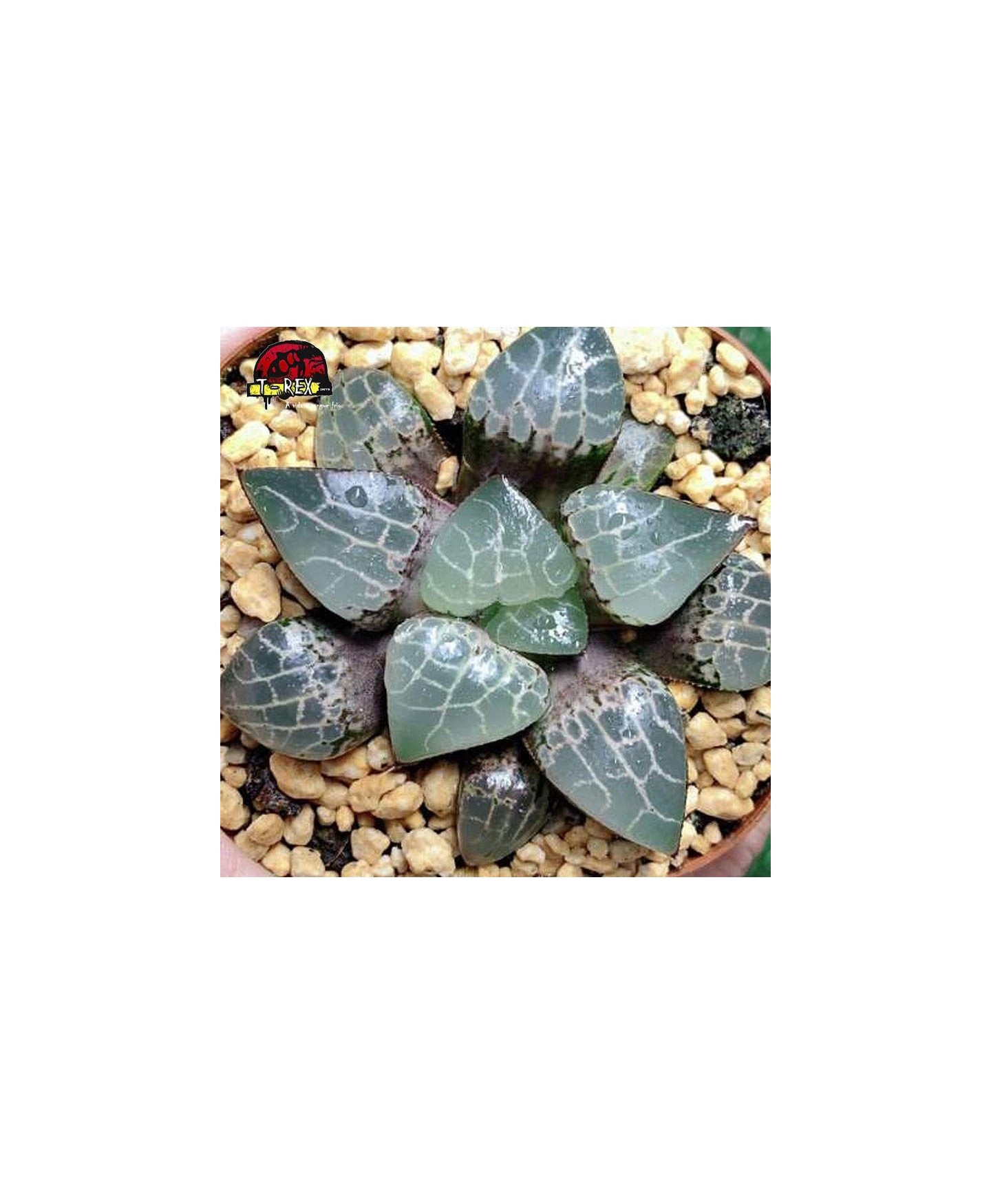 aonde comprar muda rara de suculenta Haworthia