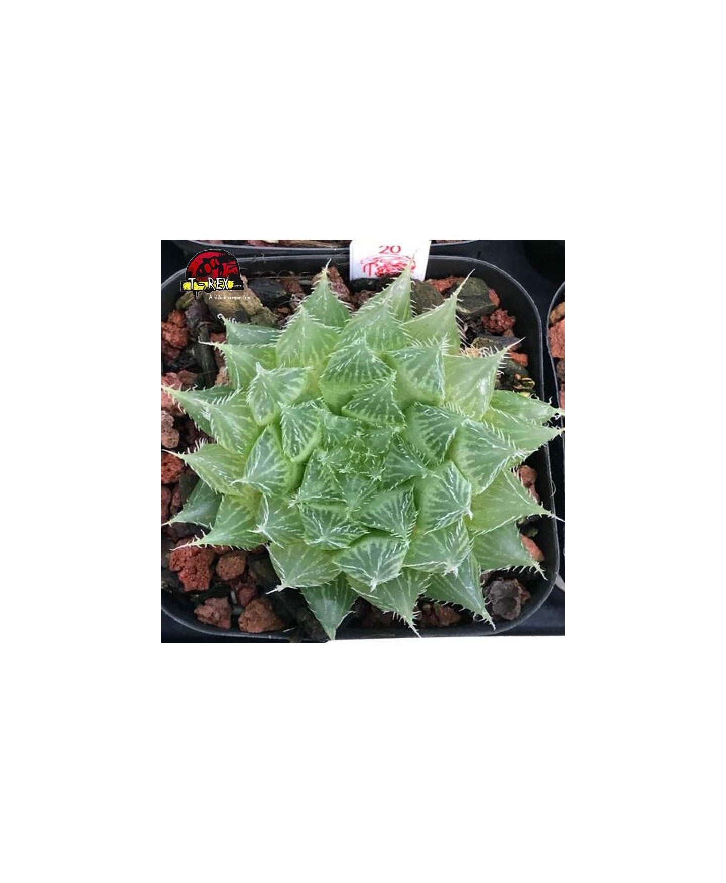 aonde comprar suculenta rara Bolusii tdlod tsomo