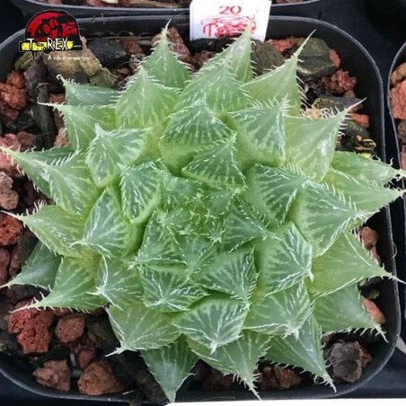 aonde comprar suculenta rara Bolusii tdlod tsomo