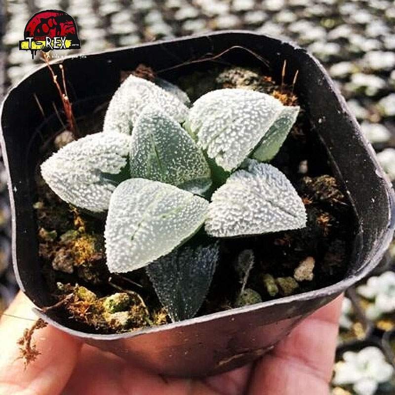 comprar suculenta rara comptioniana emelyae