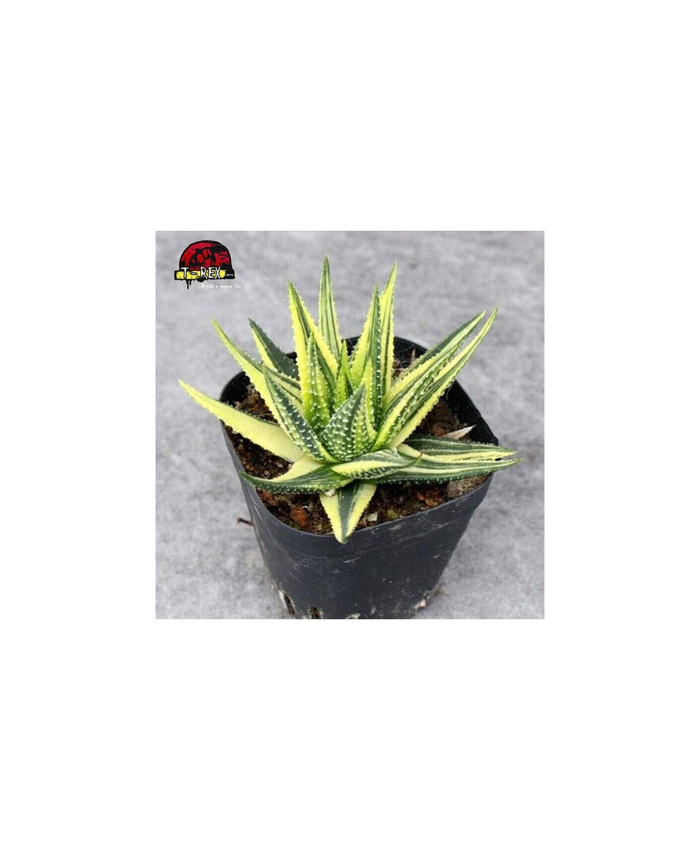comprar muda suculenta margaritifera