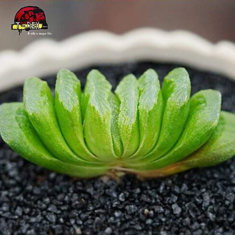 mudas suculenta Big schonland