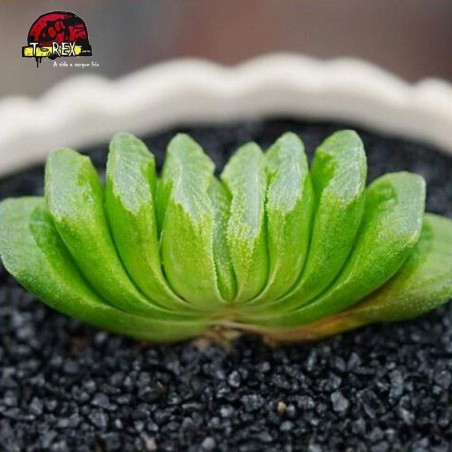 mudas suculenta Big schonland