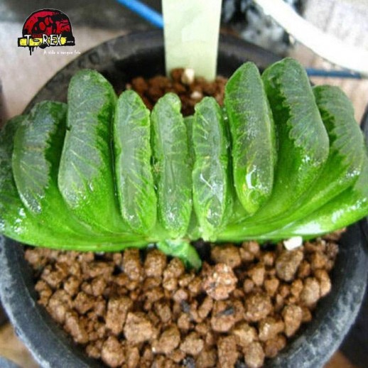 comprar mudas suculenta rara Big schönland