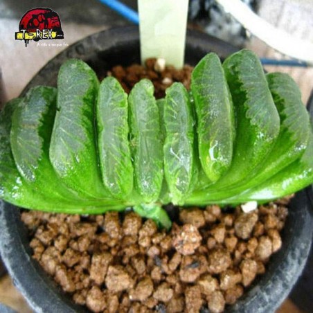 comprar mudas suculenta rara Big schönland