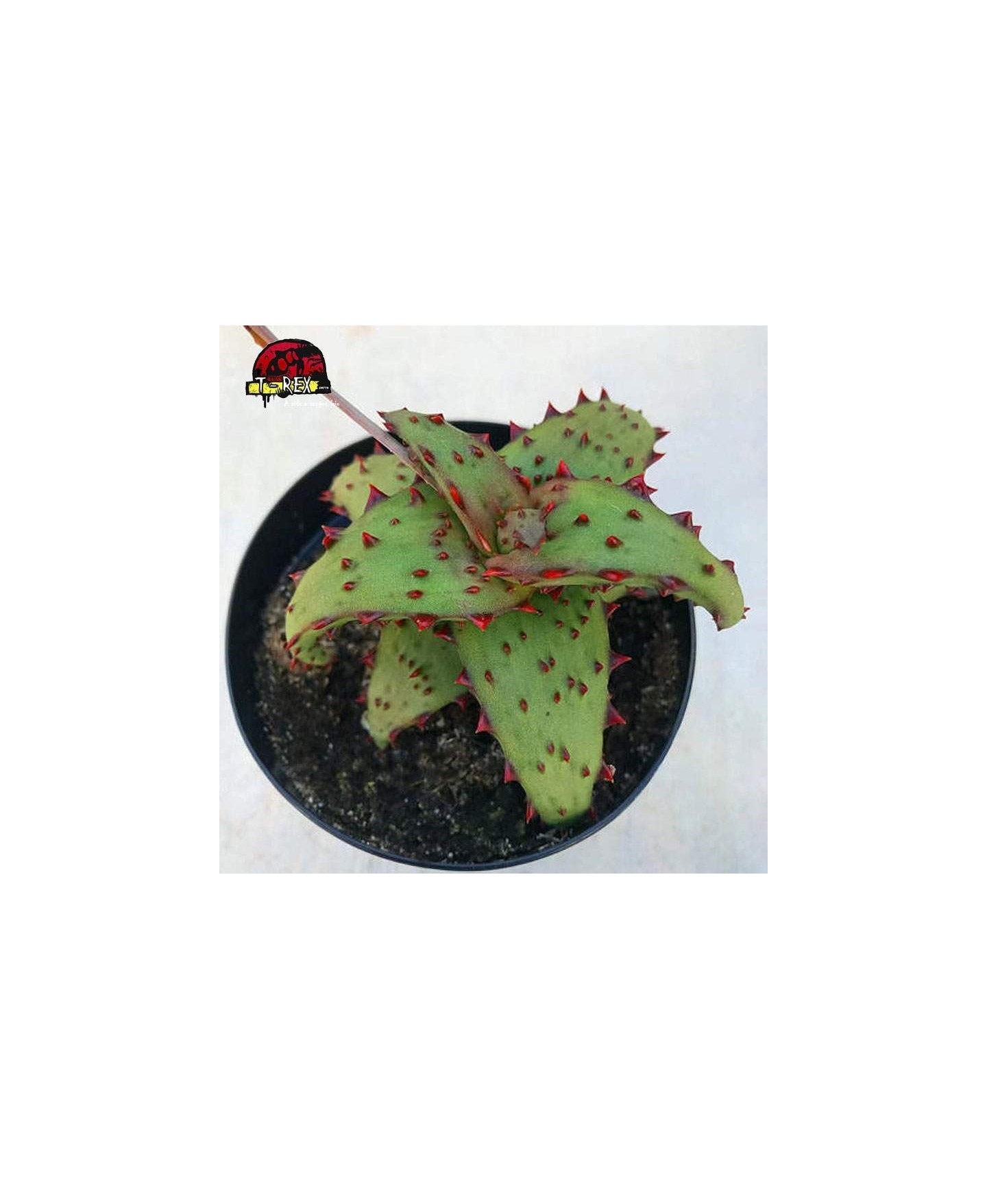 comprar muda suculenta Aloe castilloniae