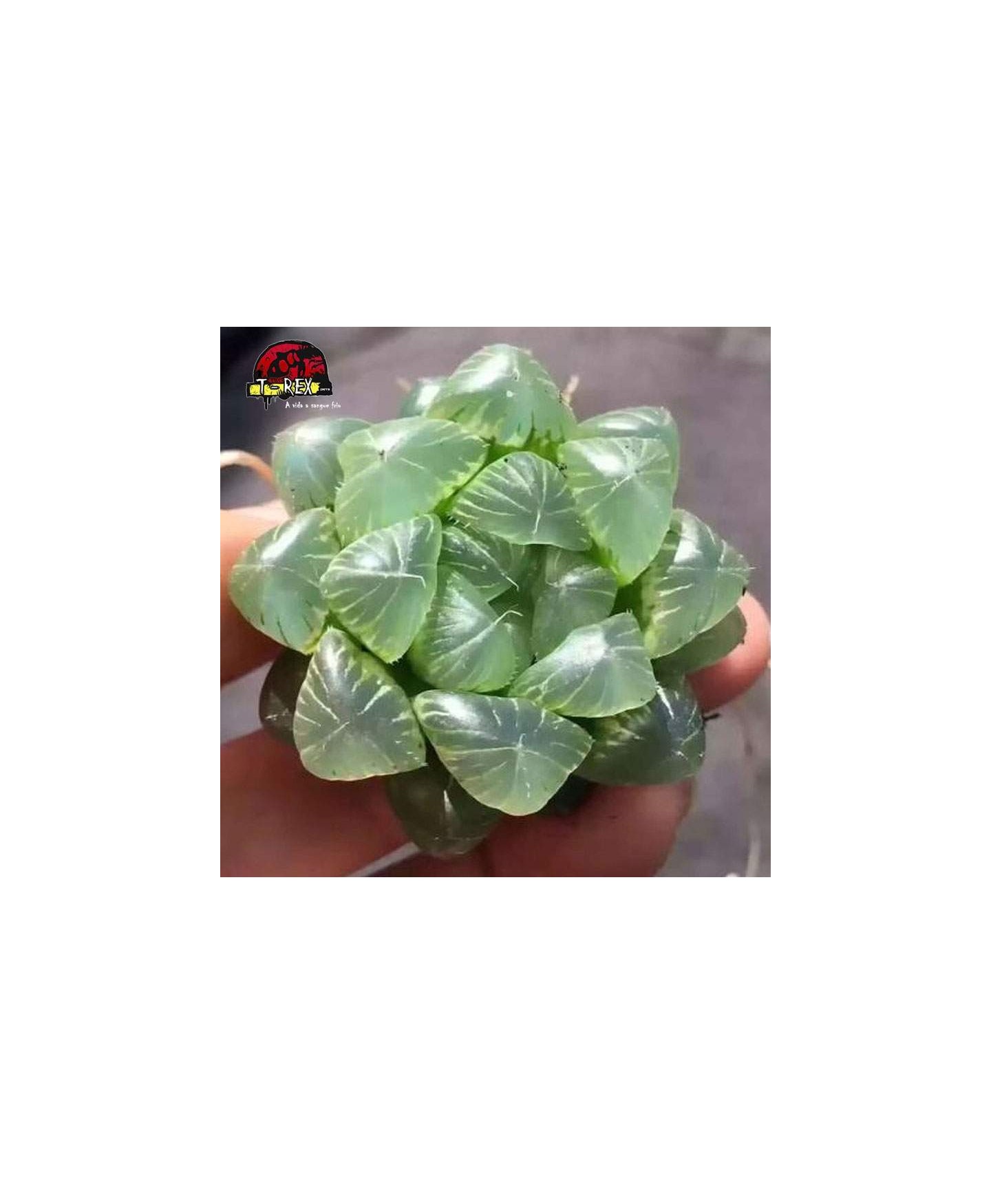 comprar muda de suculenta pilifera