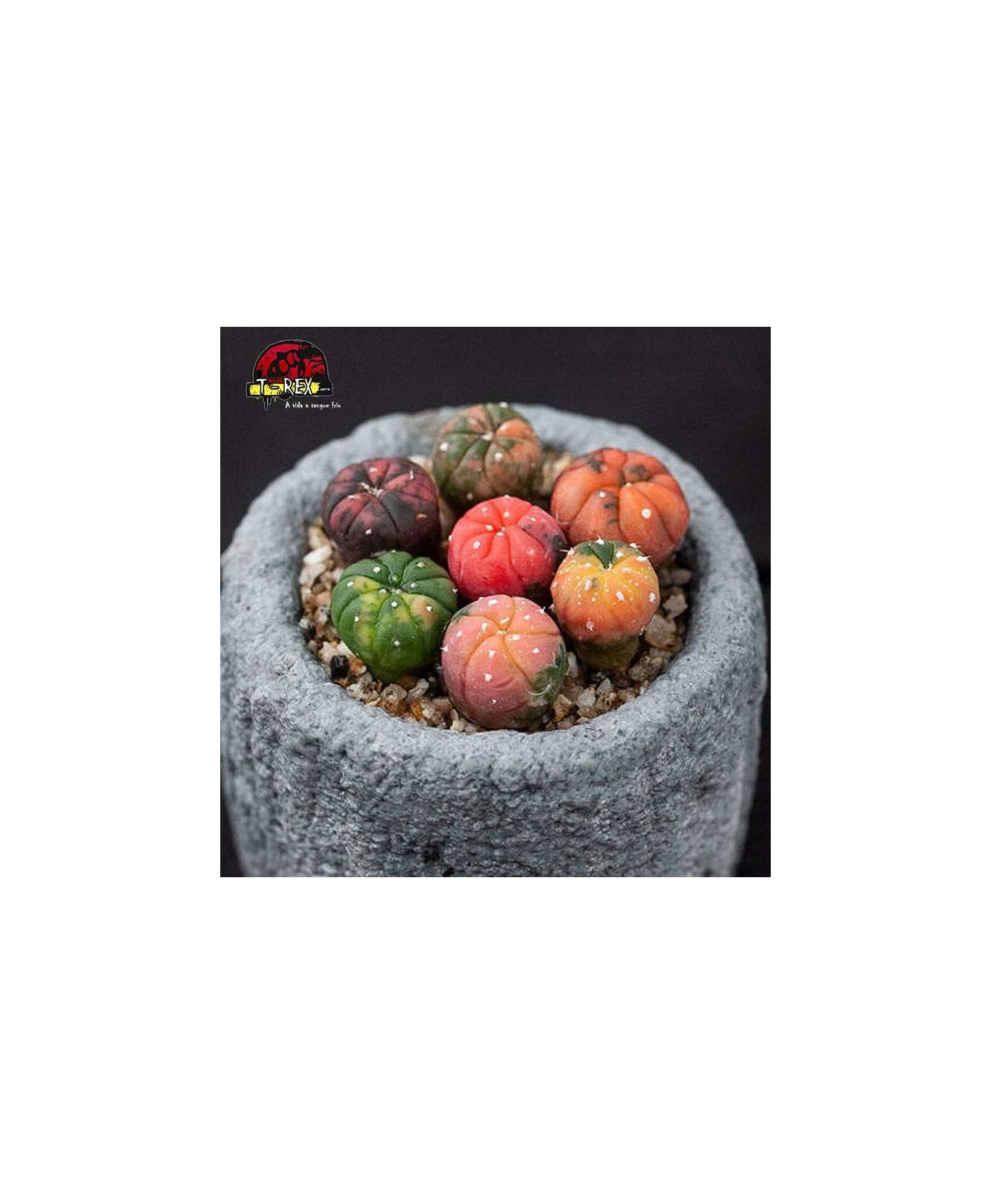comprar cacto astrophytum