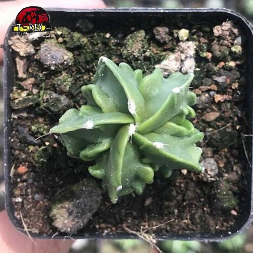 muda de cacto raro