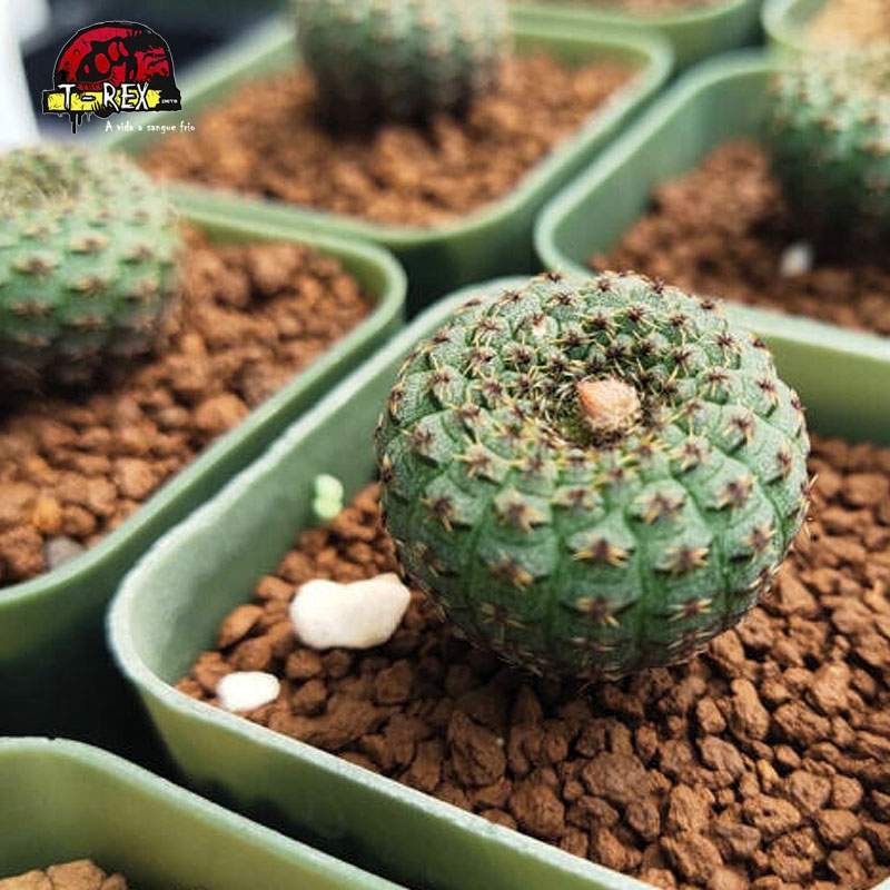 comprar cacto em ourinhos