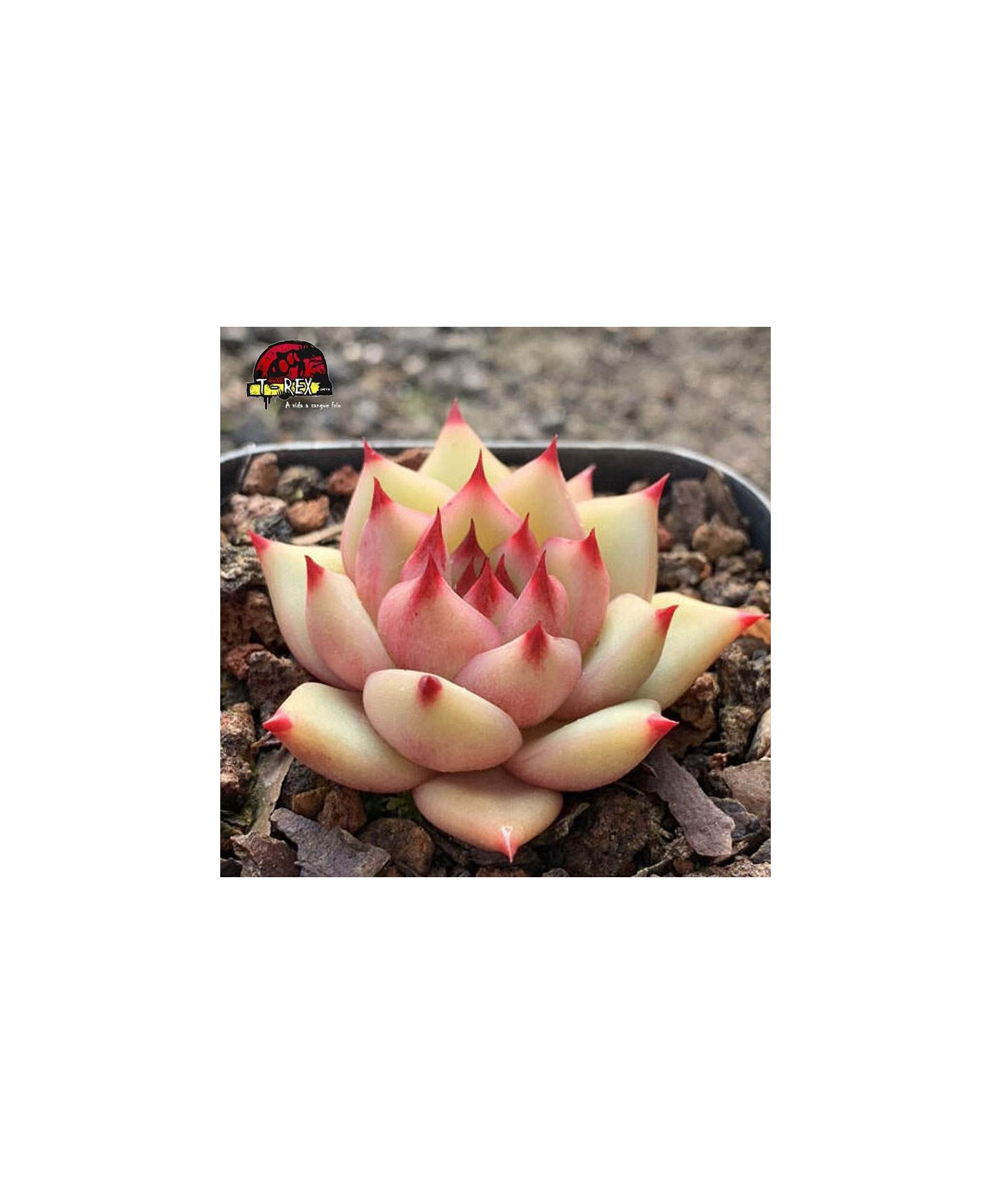 muda raro de suculenta