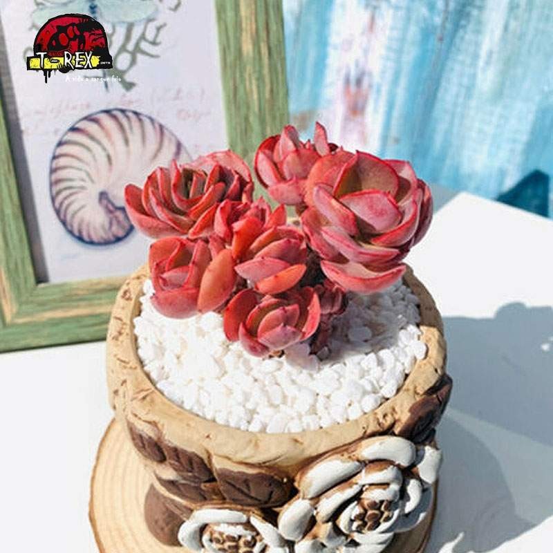 muda rara de suculenta