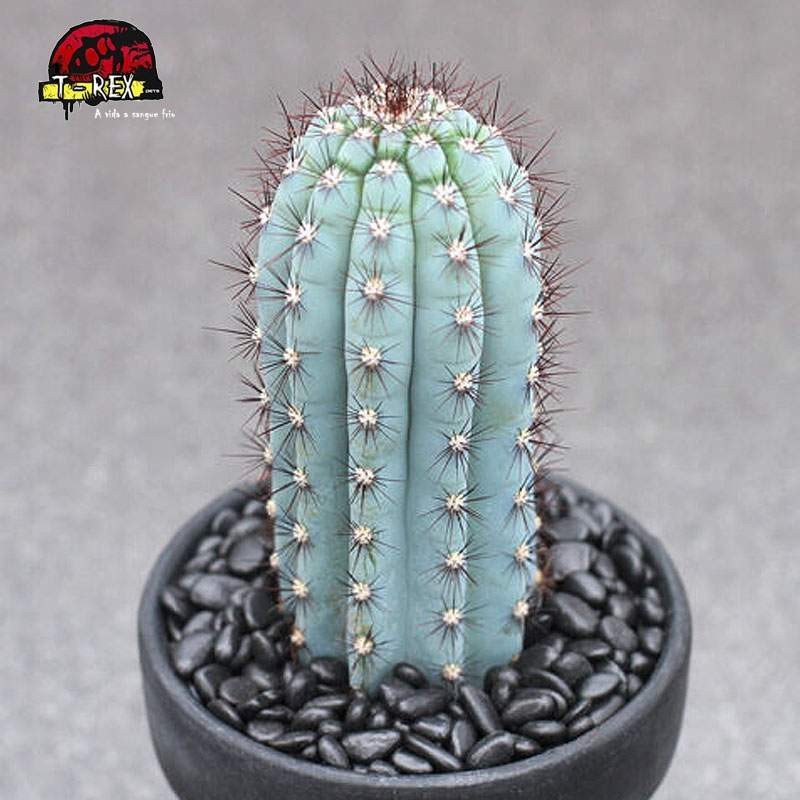 comprar cacto em sao paulo