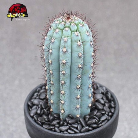 comprar cacto em sao paulo