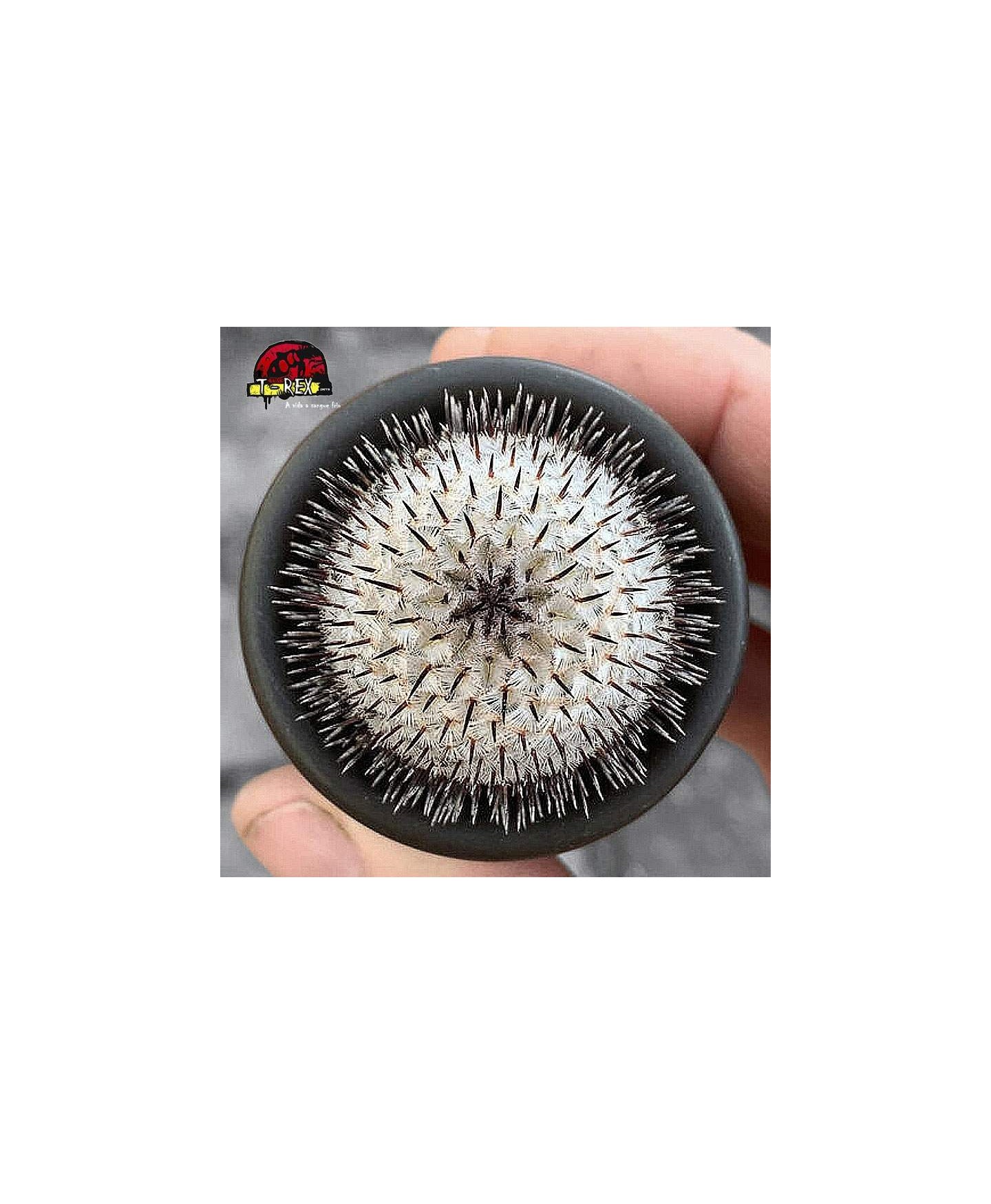 comprar cacto raro