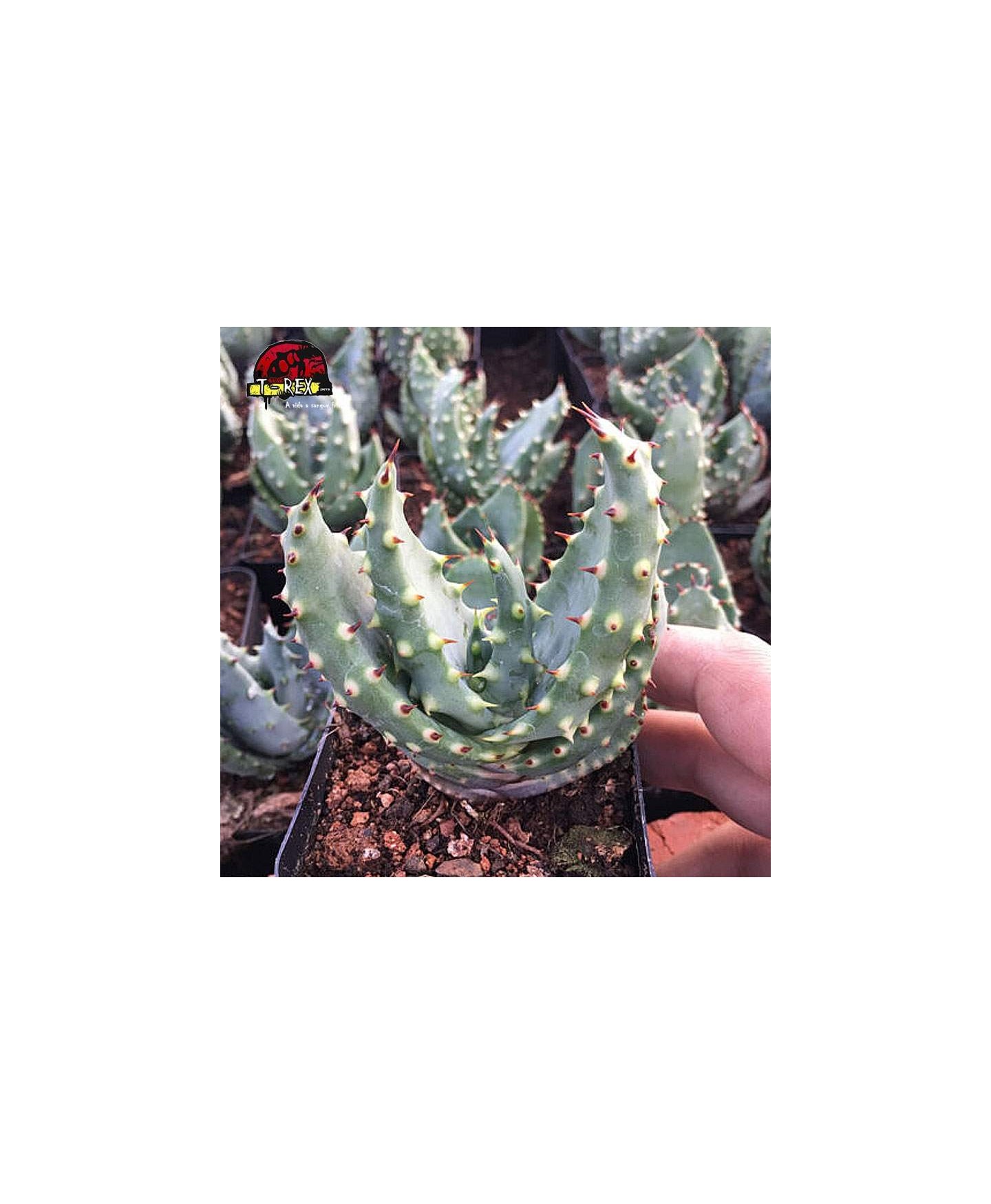 comprar muda de suculenta marlothii