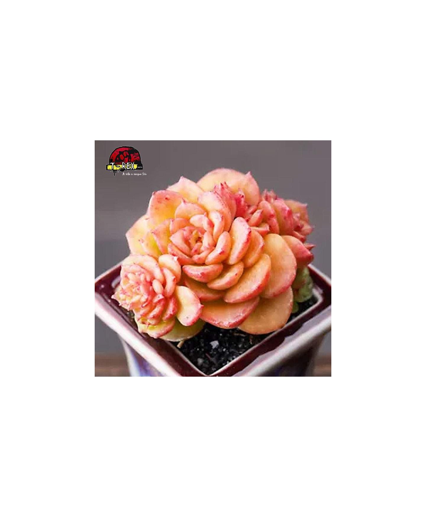 comprar suculenta rara rolly