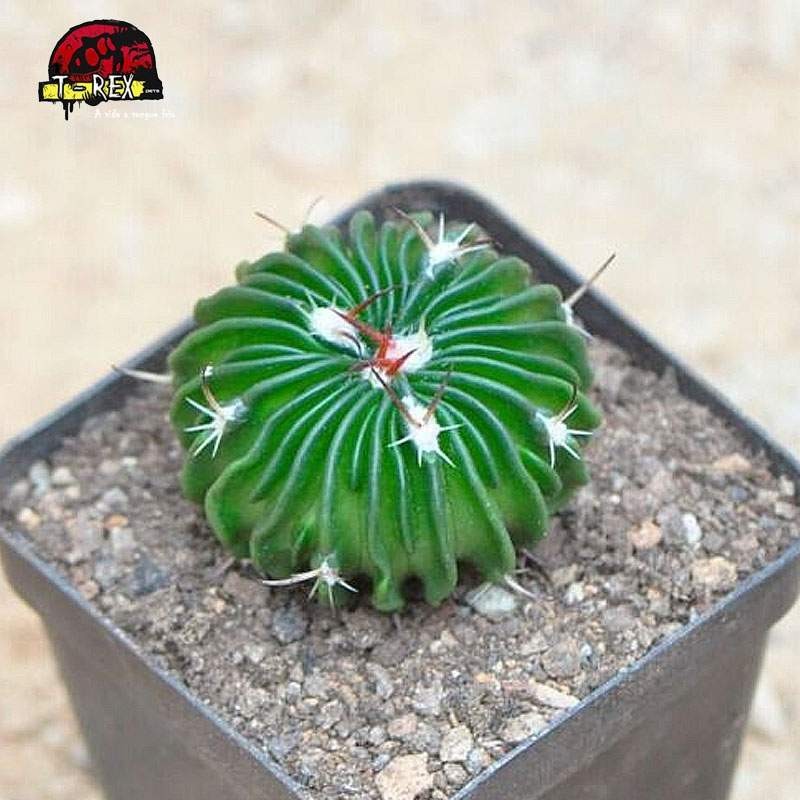 comprar muda de suculenta Stenocactus