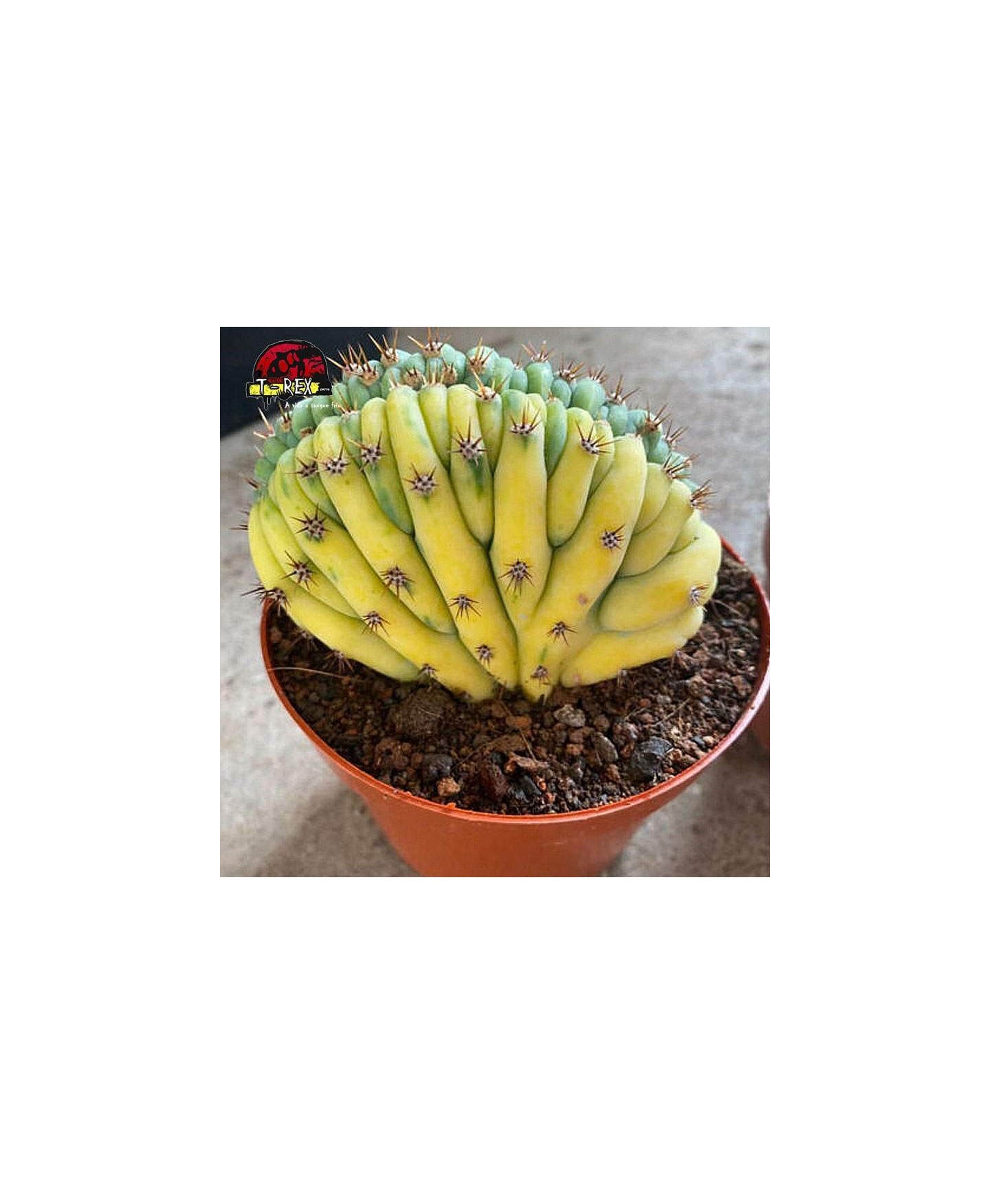 comprar suculenta enraizada