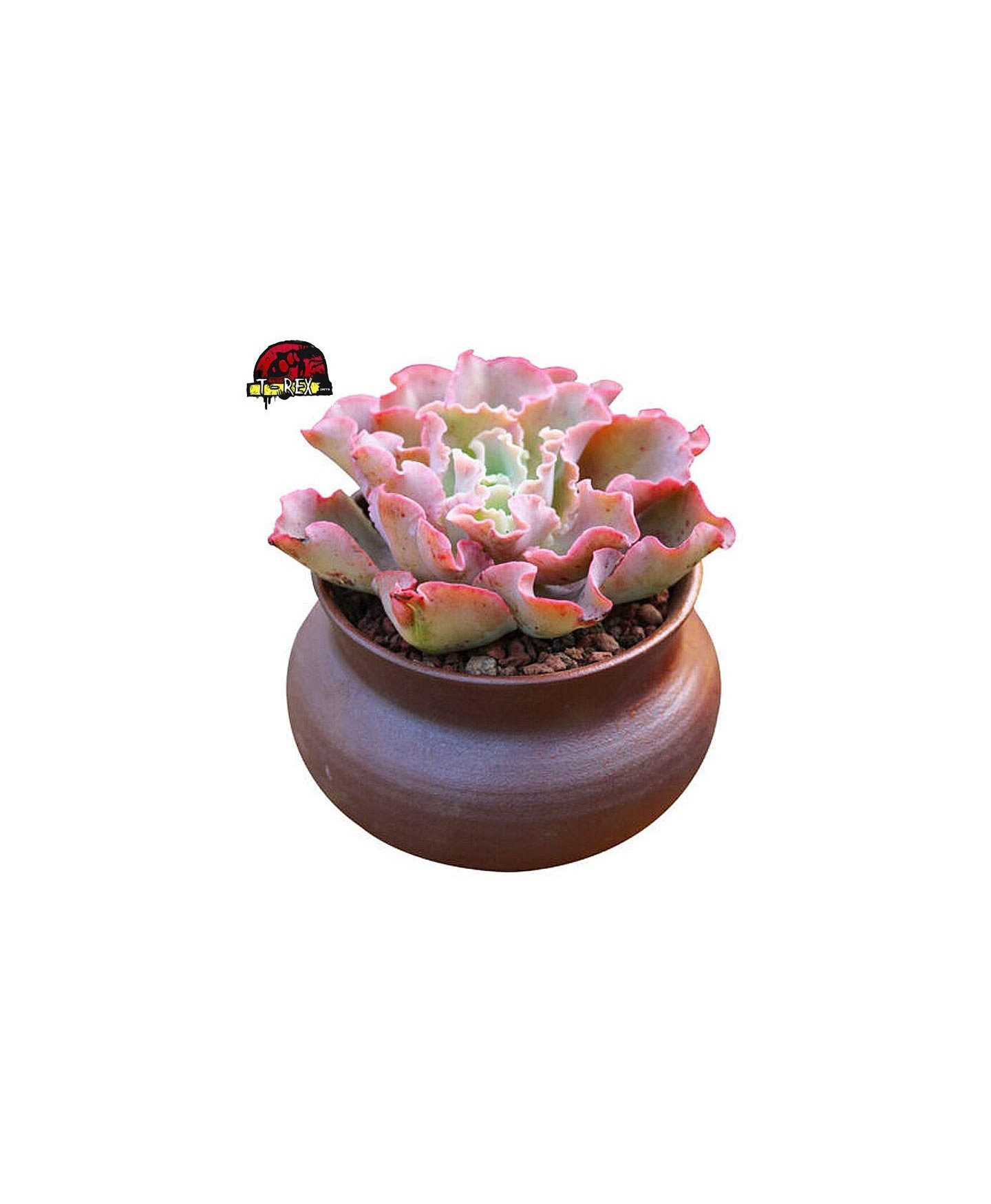 muda de suculenta rara
