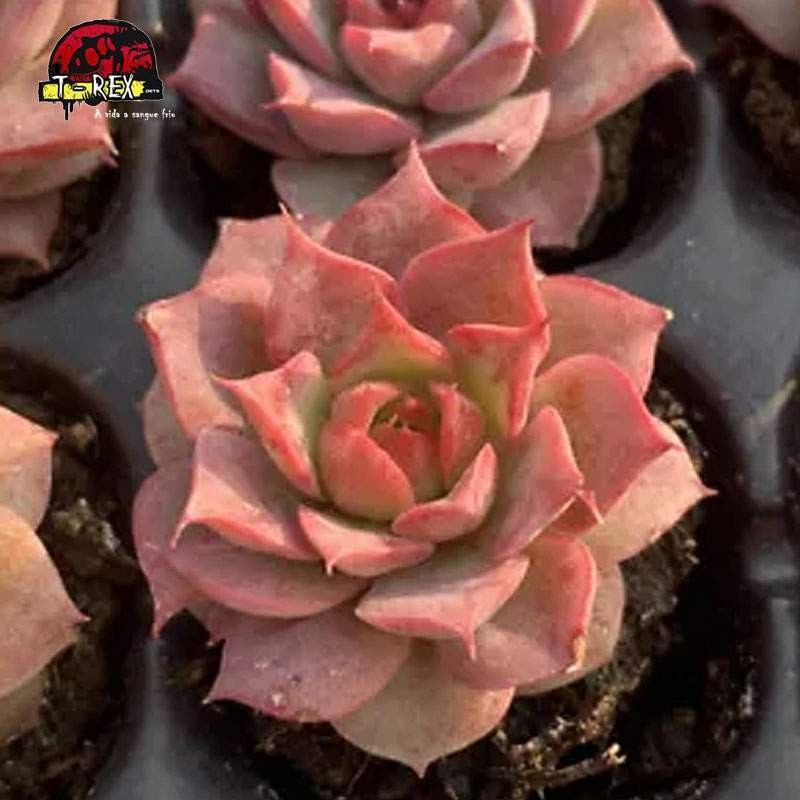 venda de suculenta crassulácea