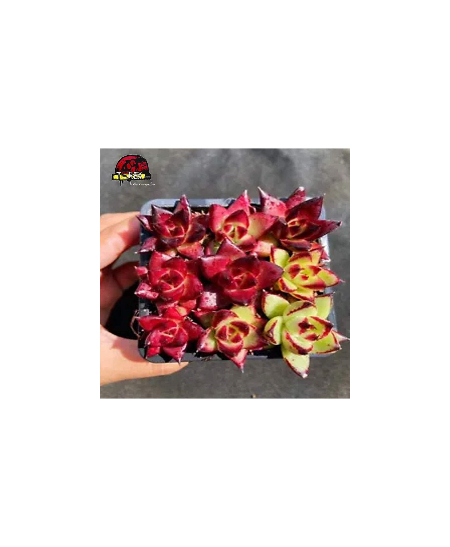 comprar suculenta pernambuco