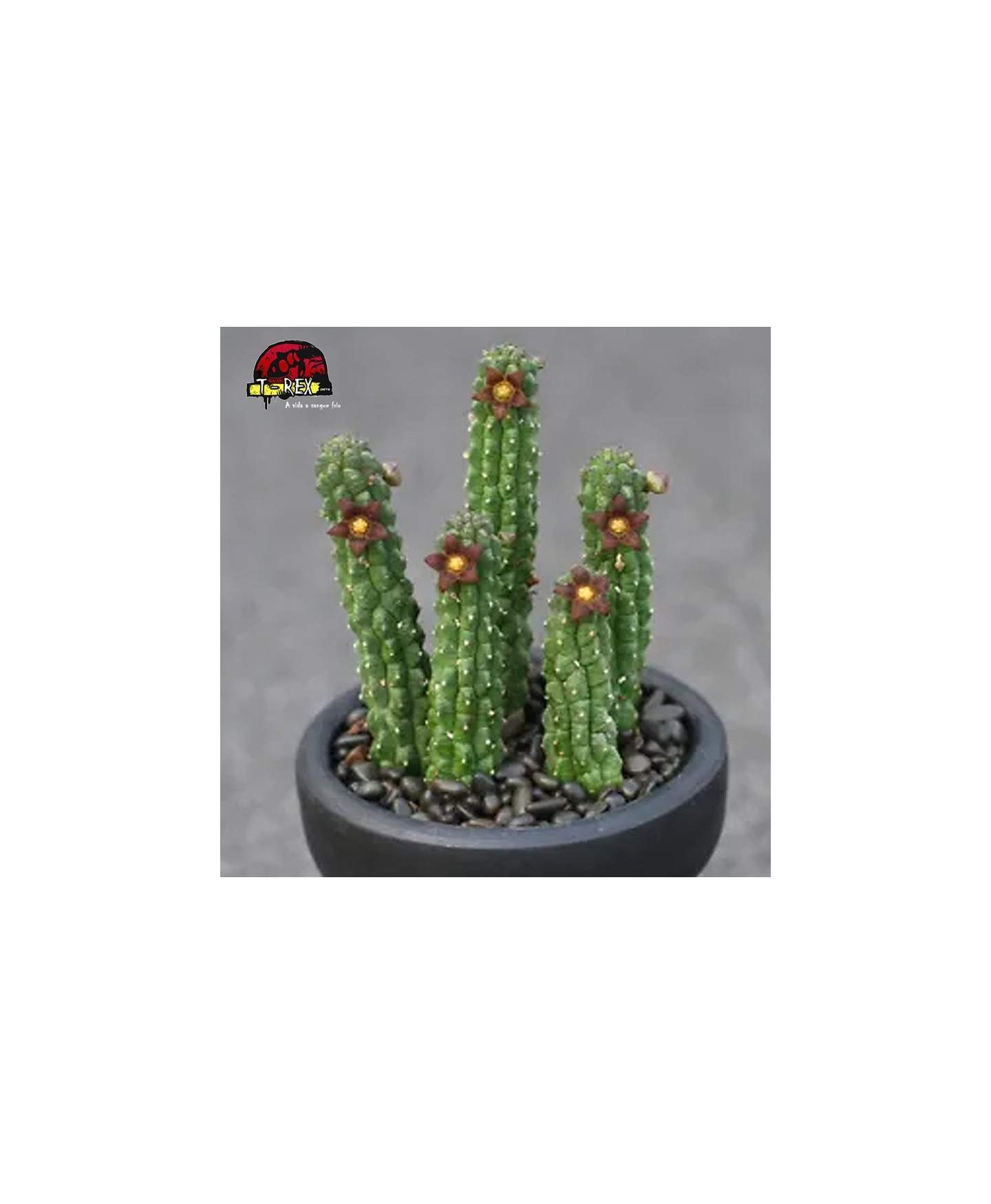 comprar muda de suculenta