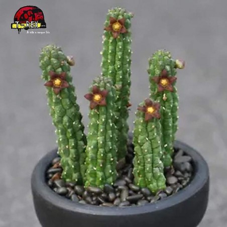 comprar muda de suculenta