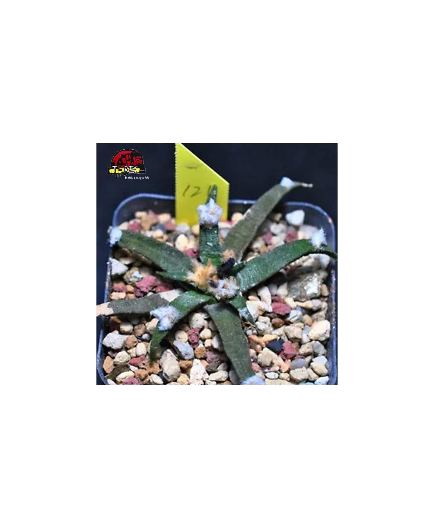 comprar suculenta rara
