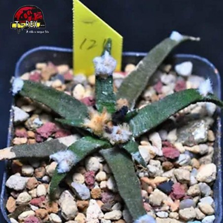 comprar suculenta rara
