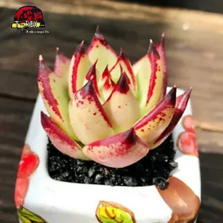 comprar muda de suculenta