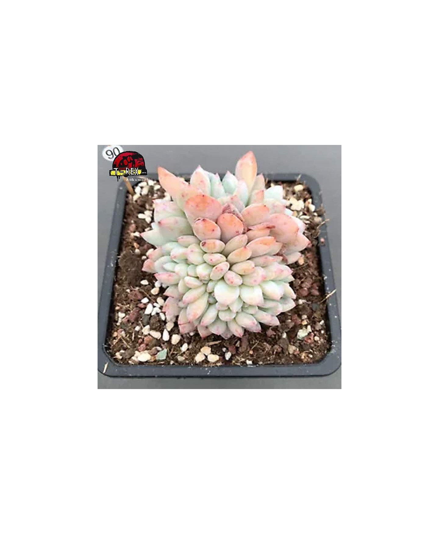 comprar suculenta rara