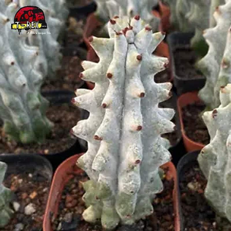 muda de suculenta rara